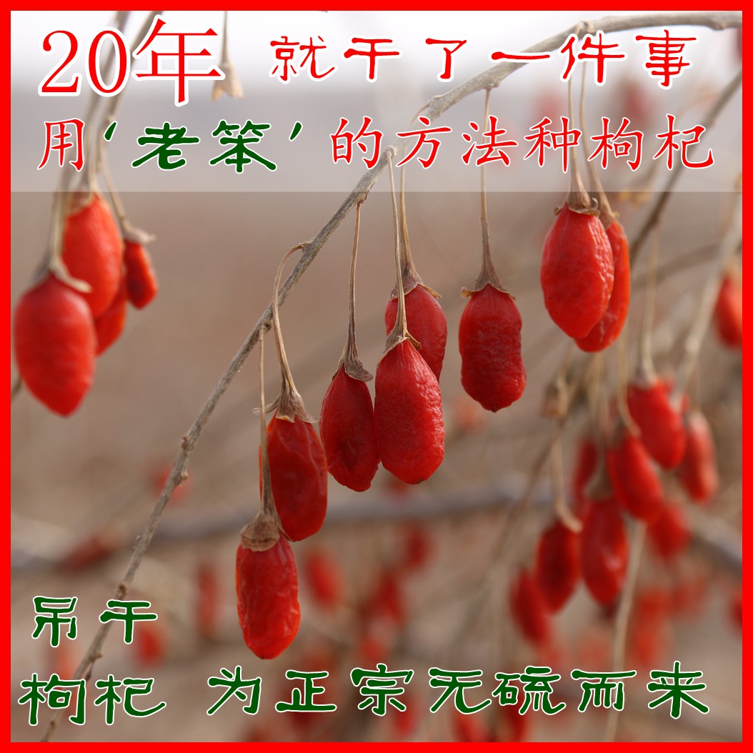 宁夏吊干枸杞 中宁县清水河老树老品种阳光晾晒自然风干无硫500克