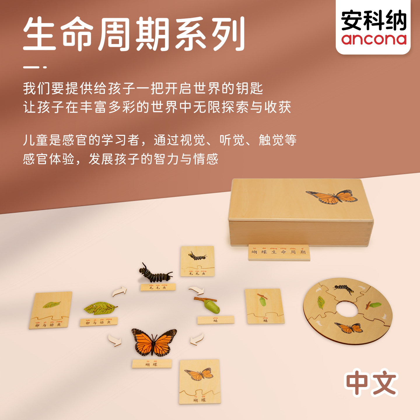 安科纳ancona 生命周期 【中文】 蒙氏语文益智早教玩具
