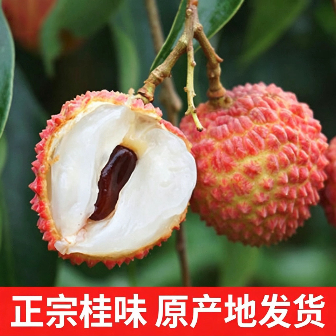 广东高州现摘桂味荔枝皮薄小核果肉饱满汁水当季新鲜荔枝现货速发