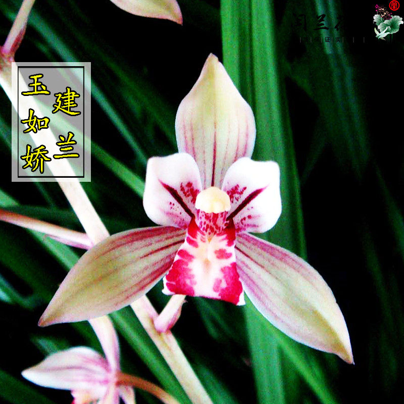 兰花苗建兰四季兰玉如娇原生老种夏带花苞浓香型绿植盆栽花卉好养