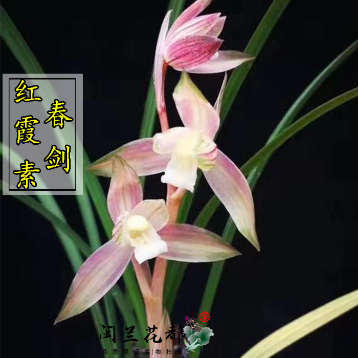 兰花苗春剑原生老种高端品种 红霞素 红花素心花艺双全客厅盆栽