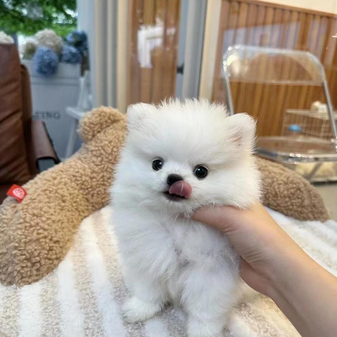 一物一拍纯种博美犬幼犬哈多利球形茶杯犬博美宠物狗狗活体