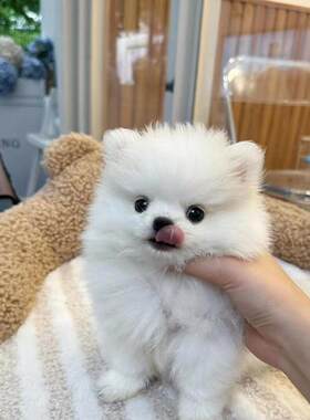 一物一拍纯种博美犬幼犬哈多利球形茶杯犬博美宠物狗狗活体