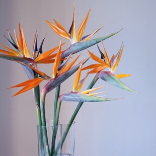 A级鹤望兰 大鸟鲜切花 天堂鸟北京花卉市场直批 优美造型拍摄素材