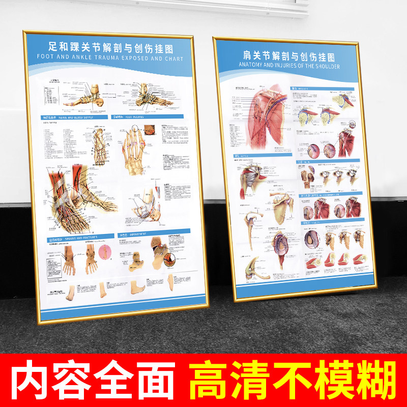 医学解剖挂图示意图医院人体关节手足结构运动康复宣传画骨科贴纸