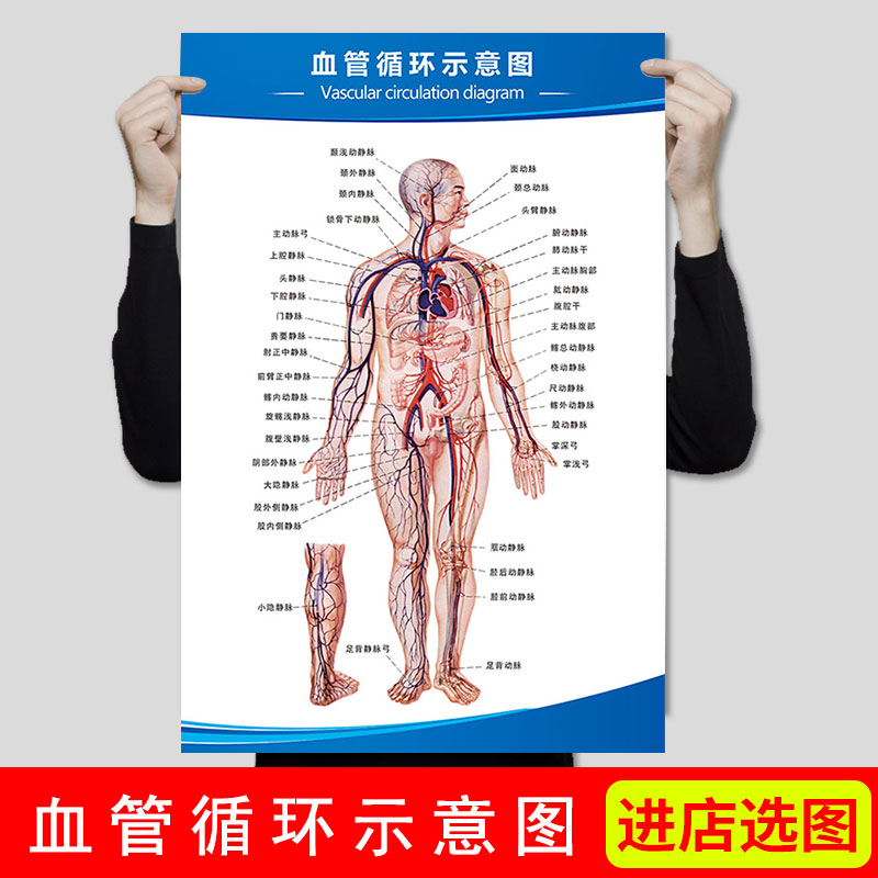 医院诊所人体解剖图血管循环挂图