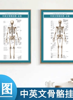 中英文人体骨骼结构图全身人体肌肉解剖大挂图正反面高清医学可选