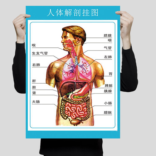 【人体内脏解剖系统示意图医学宣传挂图器官心脏结构挂图画医院海报】选购介绍 - 轻舟网写真推荐