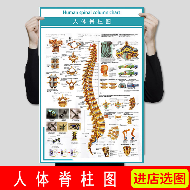 医院人体解剖图挂图颈椎图
