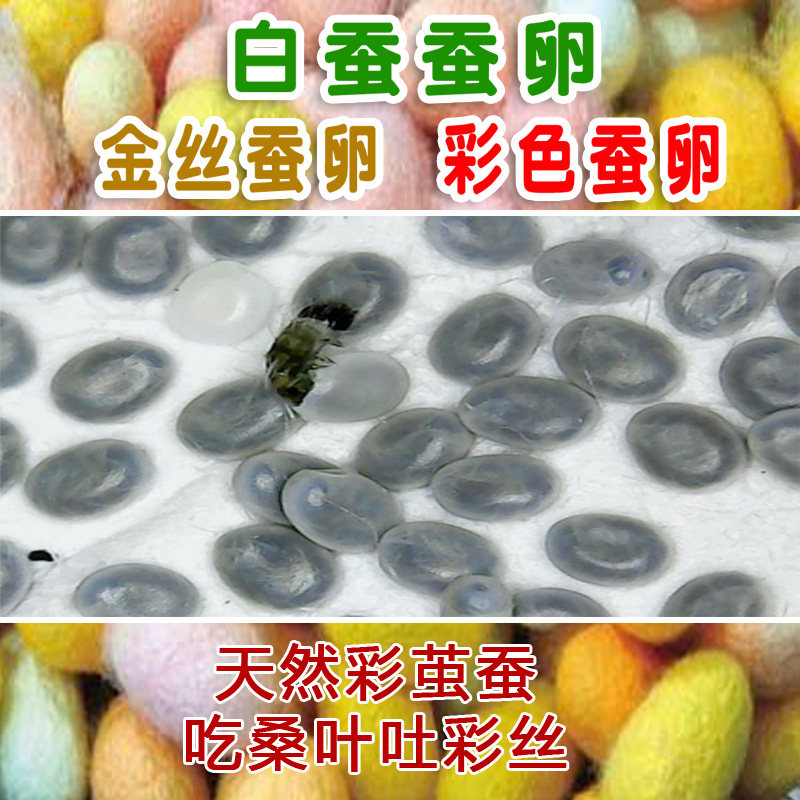 蚕宝宝卵蚕种蚕籽蚕蛋蚕卵科学课黄茧卵白蚕金丝蚕天然彩色蚕套装