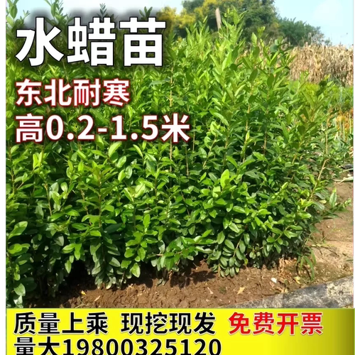 水蜡苗绿篱东北耐寒小叶丁香绿篱