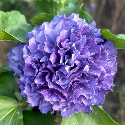 蓝莓冰沙雪纺丛生木槿独杆木槿