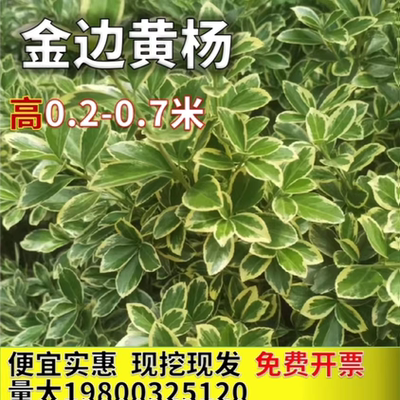 金边黄杨银边冬青花边冬青常绿
