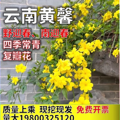 云南黄馨南迎春花四季常青野迎春