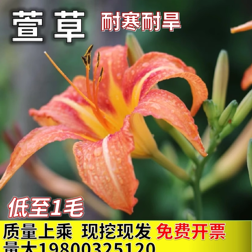 大花萱草忘忧草黄花菜耐寒草本植物四季常青金娃娃橙花萱草 - 实物图
