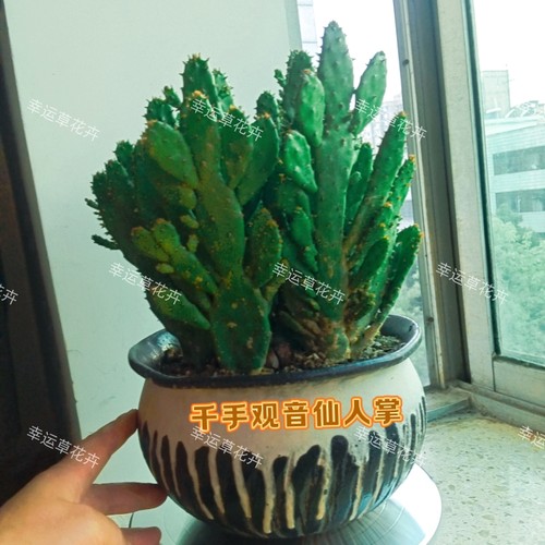 千手观音仙人掌佛手阳台花卉室内绿植盆栽防辐射多肉植物净化懒人