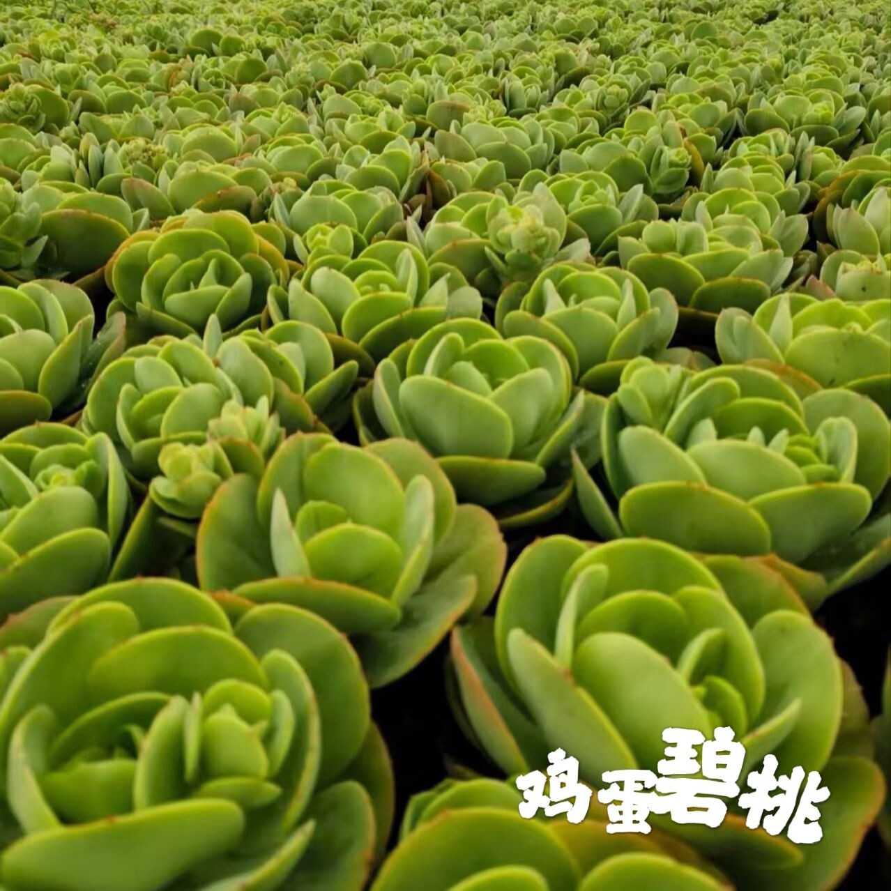 鸡蛋碧桃多肉植物砍头苗盆栽花卉绿植室内阳台办公室桌面好养活