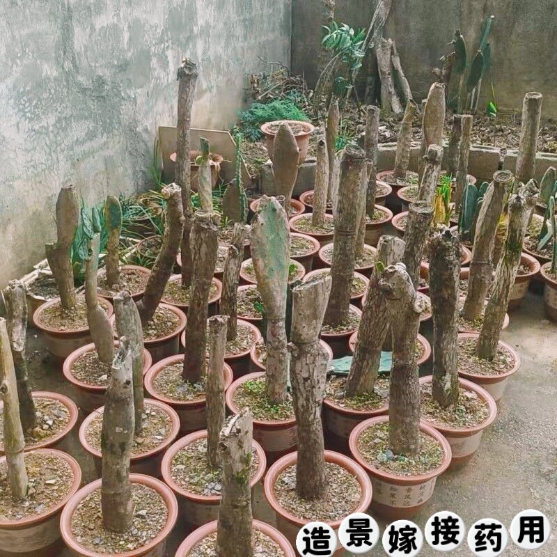 仙人掌粗壮老桩嫁接基质种植造景多肉植物