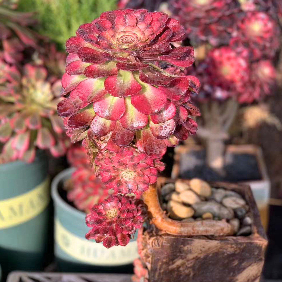 花火花红i 直播间 45号链接 一物一拍 精品多肉法师老桩盆栽花卉