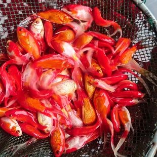 渔场分装鱼食饲料锦鲤金鱼红鲫鱼鱼苗红草鱼小草金锦鲫冷水观赏鱼