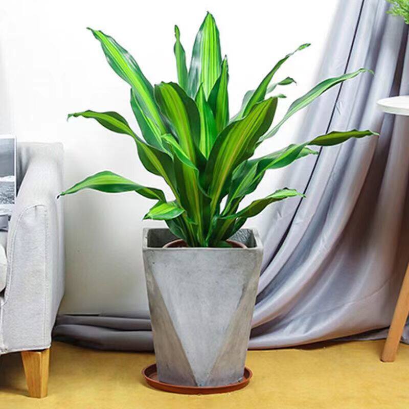 金心巴西铁盆栽 青叶也门铁懒人绿植 室内办公室花卉观叶植物