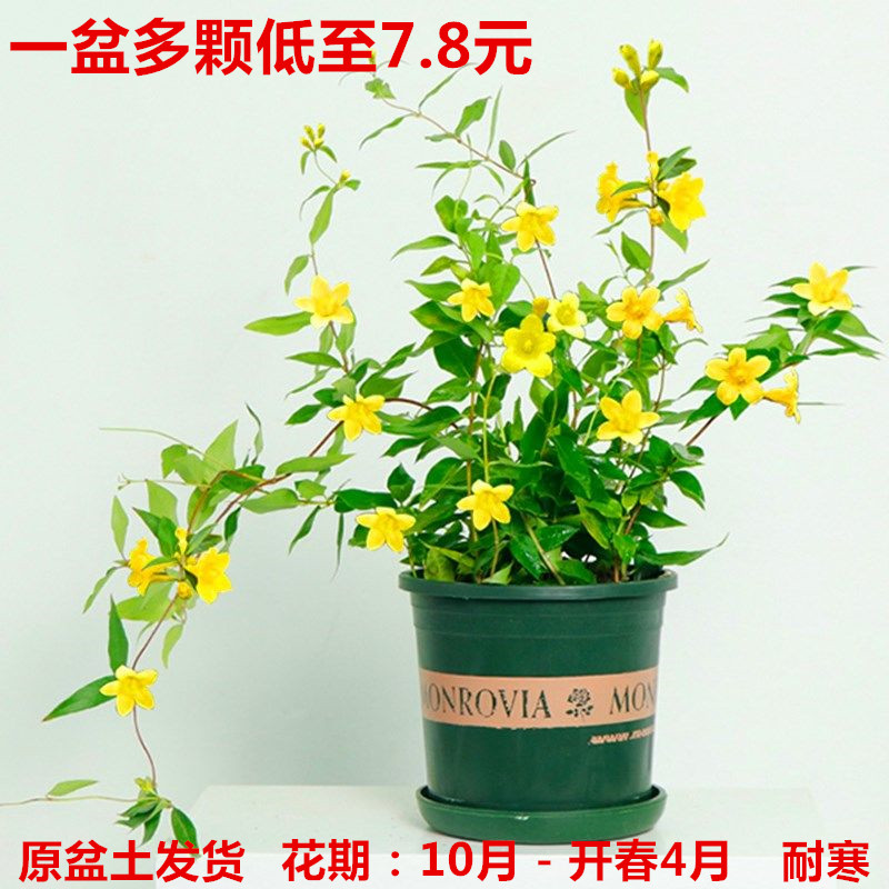 法国茉莉花苗爬藤秋冬季年宵盆栽