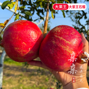 南方石榴树苗大果王大紫王石榴苗浓甜爆汁抗湿热抗病害可盆栽地栽