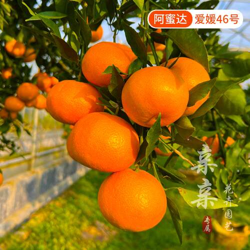 早熟柑桔树苗新品爱媛46柑橘苗阿蜜达果大皮薄汁多化渣果树苗果苗