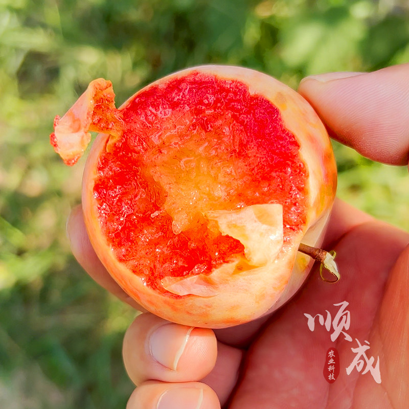 李子苗红玉李苗李子树苗口感脆甜清香爽口可盆栽南北可种果树苗木