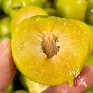 蜂糖李与清脆李杂交新品种龙李树苗果大脆甜如蜜自花授粉耐储运