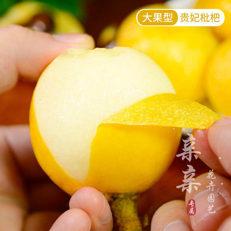 大果枇杷树苗新品种贵妃枇杷苗皮薄肉厚味浓甜挂果早果树苗木果苗