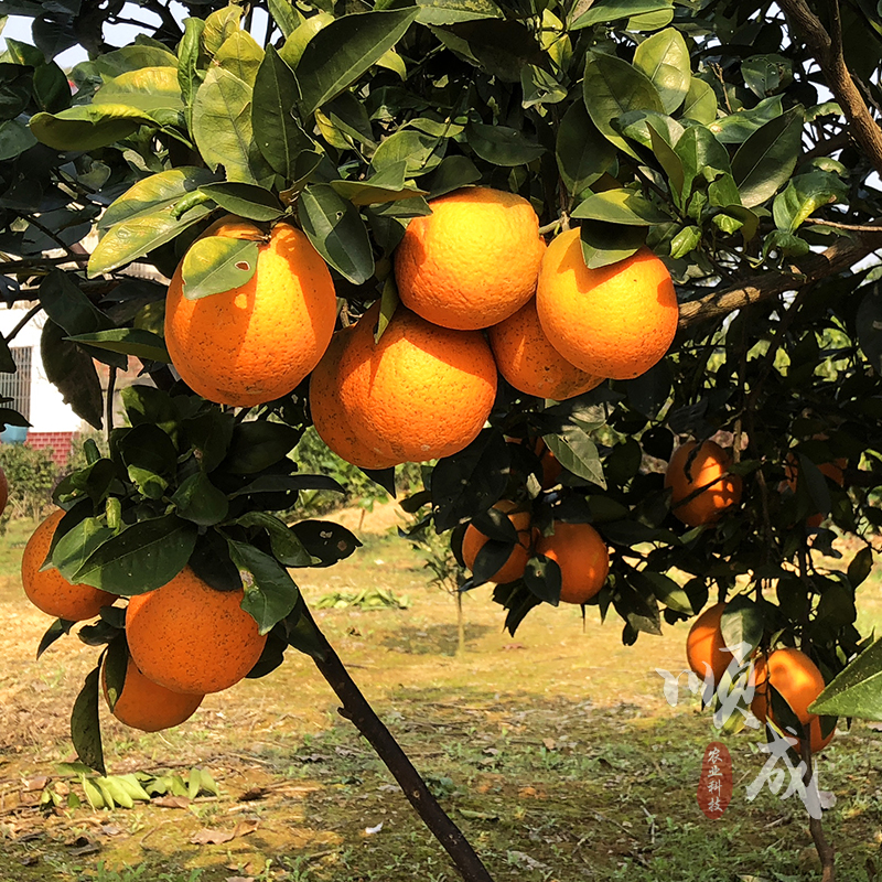 美国引进蜂蜜橙苗 带蜂蜜香味 浓甜化渣可盆栽地栽果树苗橙子树苗