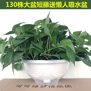 大绿萝盆栽大叶短藤绿箩植物室内客厅吸甲醛净化空气新房去味