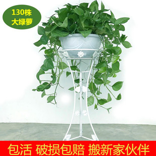 360大绿萝长藤垂吊客厅室内盆栽净化空气绿萝植物