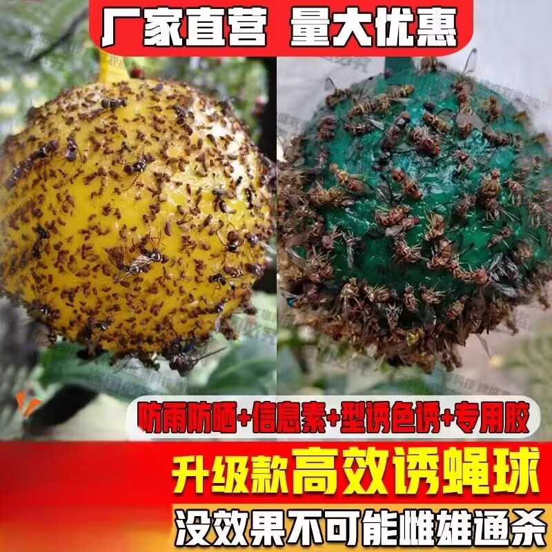 粘虫球丝瓜果实蝇贴诱蝇球针蜂马蜂色引诱剂果蝇诱捕器双面黄板纸