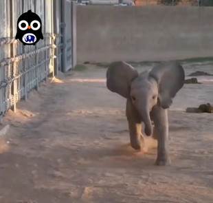 野生大象 会害羞(拍下大象按地址自己走过去)已打疫苗