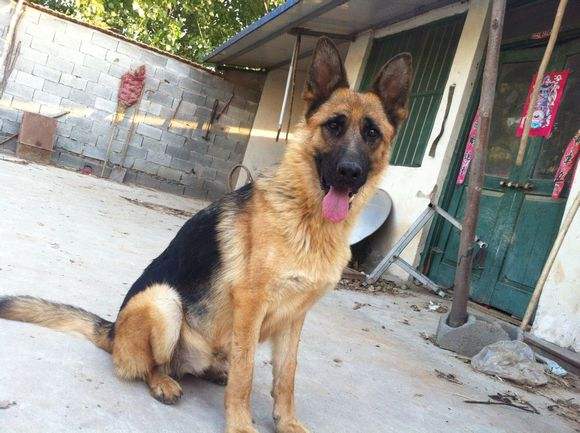 江门出售纯种德国中大型锤系牧羊犬 好物说