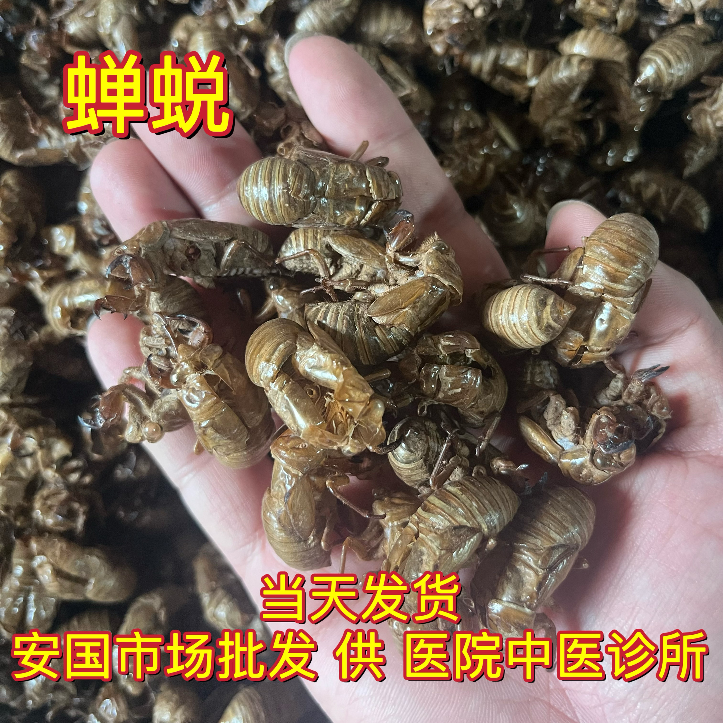安国中药材市场 野生蝉蜕 蝉脱蝉蜕壳蝉壳蝉衣蝉皮蝉退虫退知了皮