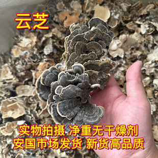 安国中药材市场 云芝 新货正宗天然正品无硫云芝黄云芝1000克包邮