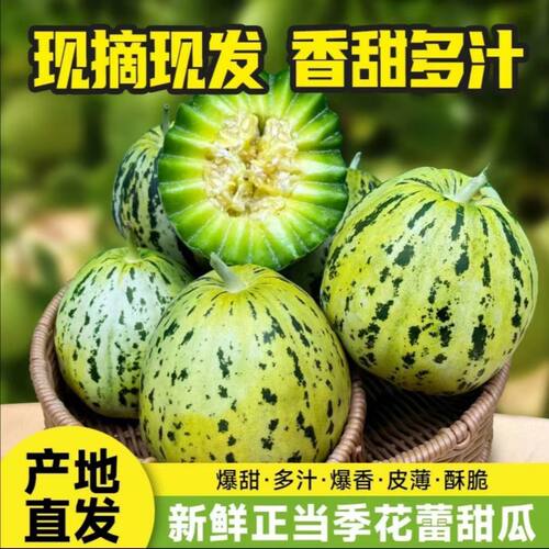 东北特产八里香香瓜花蕾甜瓜新鲜现摘应季孕妇水果八里香甜瓜包邮