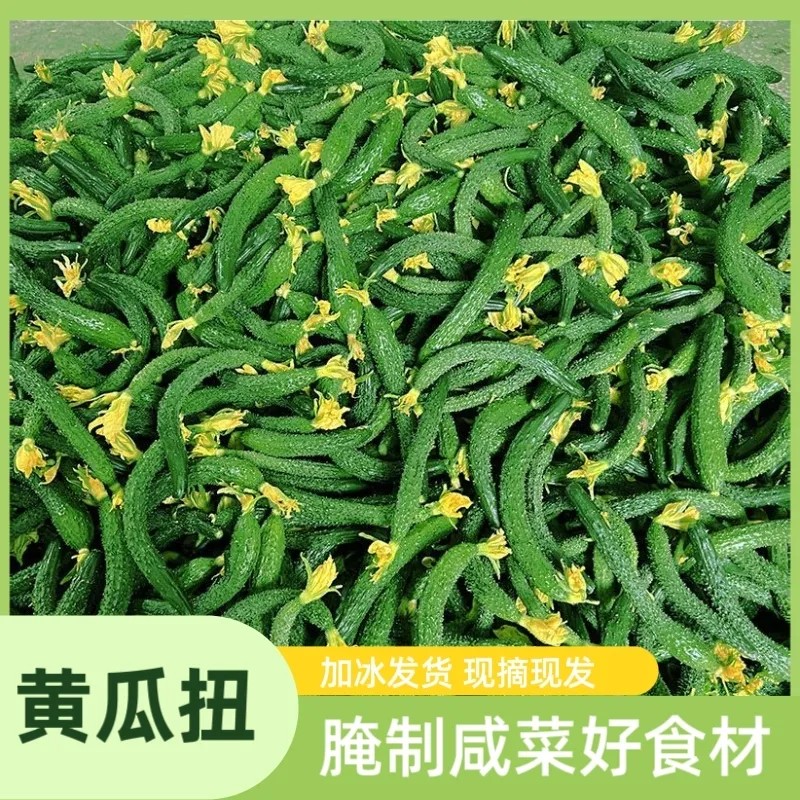 新鲜小黄瓜扭小青瓜手指粗细带刺迷你手工腌制咸菜下饭菜现摘现发