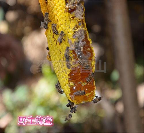 蜂蜜深山野坝蒿冬蜜500克装包邮