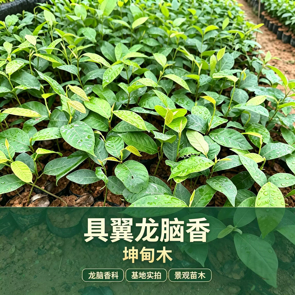 具翼龙脑香树苗正宗坤甸木种苗珍稀名贵高端硬木材耐腐造林储备