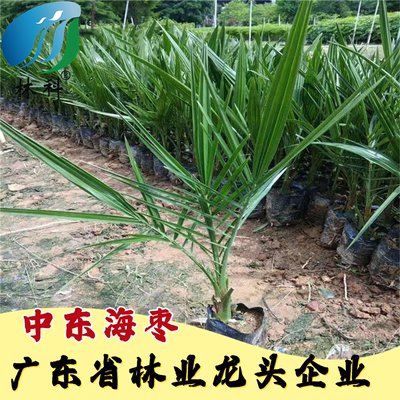 中东海枣行道树银海枣