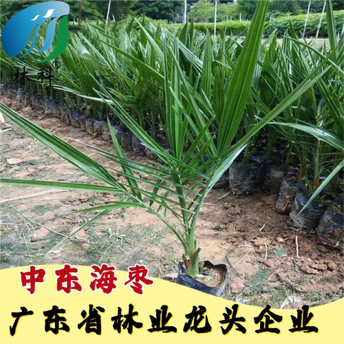 中东海枣行道树银海枣