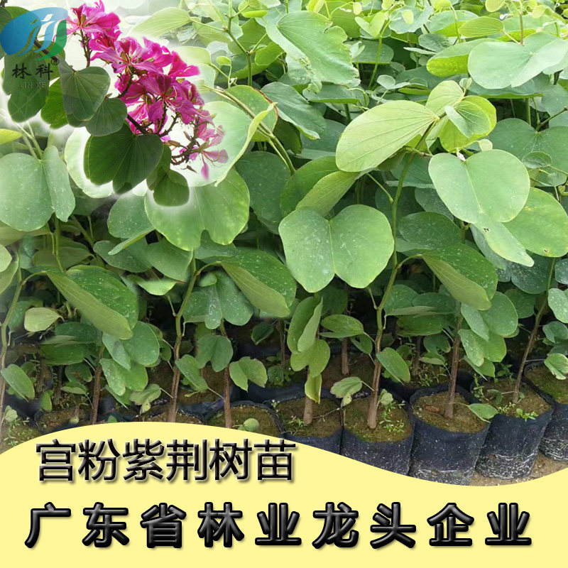 宫粉紫荆树苗洋紫荆小苗广东樱花苗庭院绿化苗四季常绿观赏风景树
