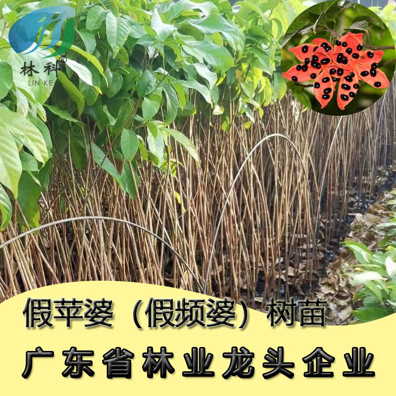 正宗假苹婆树苗鸡冠木赛假频婆小苗树苗庭院绿化珍贵地栽植物
