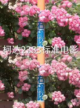 柯达2383标准电影LUT GP-Log固件1.20松下机内L‌Insta360GOUltra