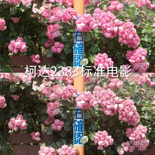 柯达2383标准电影LUT GP-Log固件1.20松下机内L‌Insta360GOUltra