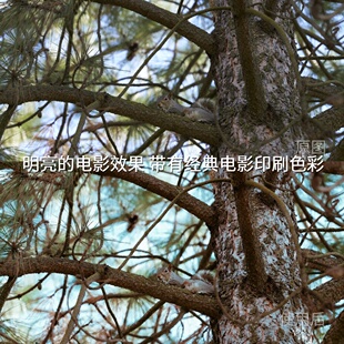 明亮 电影效果带有经典 电影印刷色彩LUT Log3极影尼康Z6 LogS